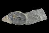 Elrathia Trilobite Molt Fossil - Utah - House Range #140125-1